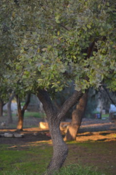 עצים